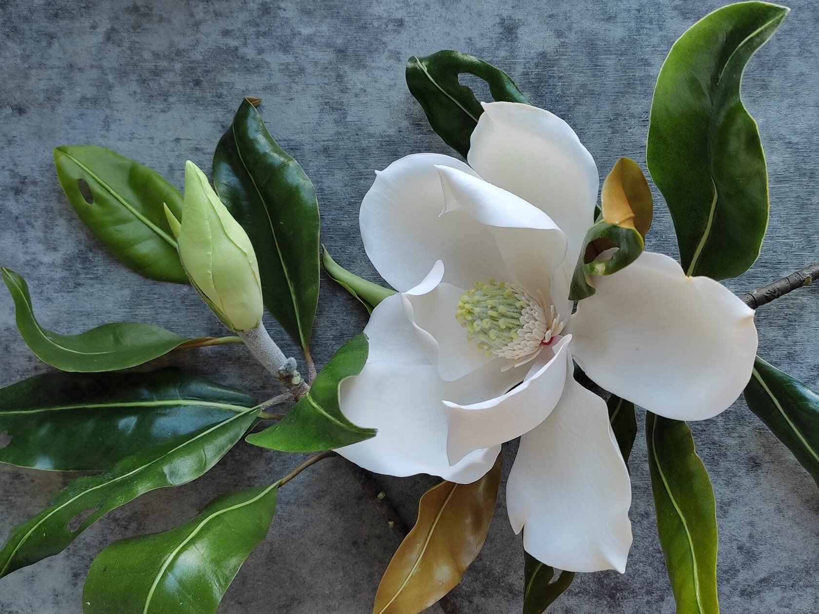 [Олеся Богданович] Магнолия (2022).jpg