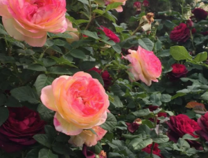 Розовый сад легкого ухода.png